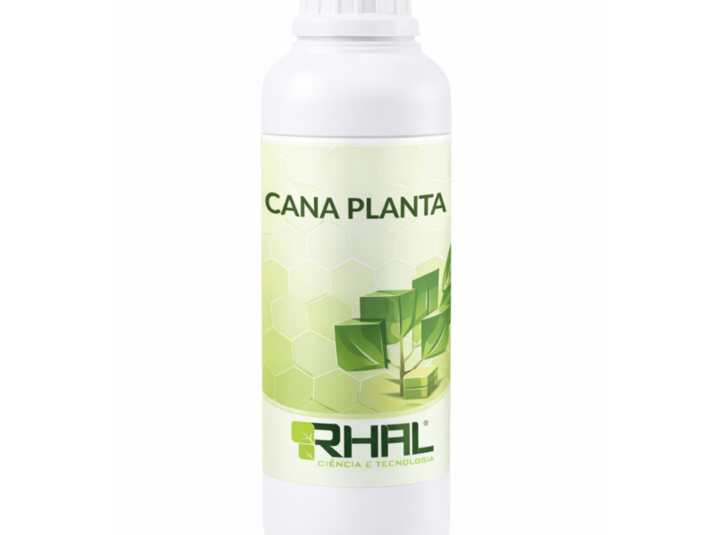 Cana Planta